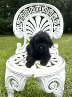 Mini Boone, a male Miniature Goldendoodle for sale in Murfreesboro, TN – 3 of 4