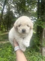 Mini Truffle, a female Miniature Goldendoodle for sale in Murfreesboro, TN – 4 of 4