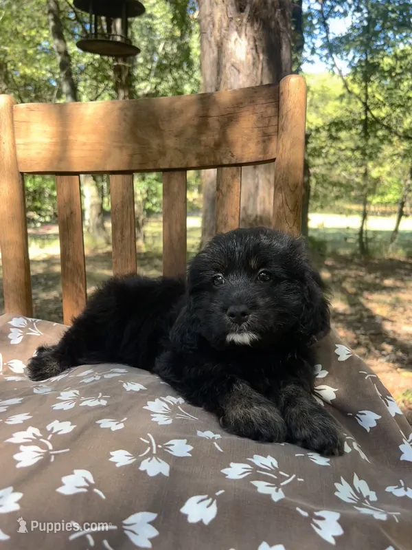 Mini Dexter – Miniature Goldendoodle puppy for sale in Murfreesboro, TN