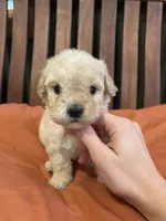 Mini Pebbles, a female Miniature Goldendoodle for sale in Murfreesboro, TN – 2 of 3