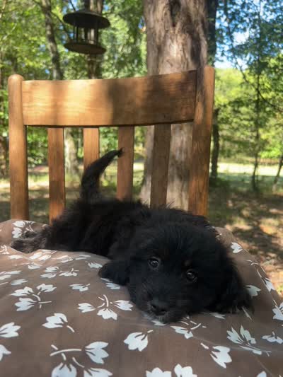 Mini Dexter, a male Miniature Goldendoodle for sale in Murfreesboro, TN – 4 of 5