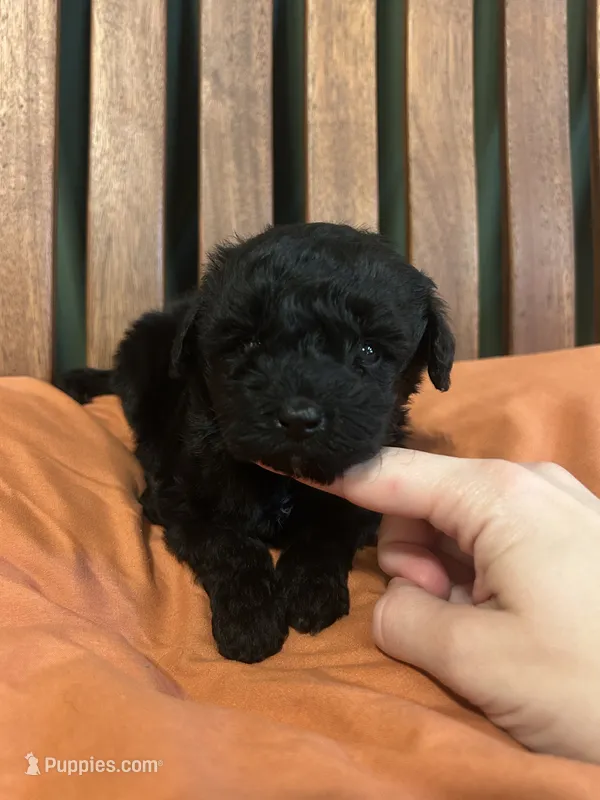 Mini Jett – Miniature Goldendoodle puppy for sale in Murfreesboro, TN