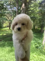 Mini Muffin, a female Miniature Goldendoodle for sale in Murfreesboro, TN – 2 of 2