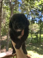 Mini Loki, a male Miniature Goldendoodle for sale in Murfreesboro, TN – 2 of 3