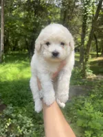 Mini Muffin, a female Miniature Goldendoodle for sale in Murfreesboro, TN – 2 of 2