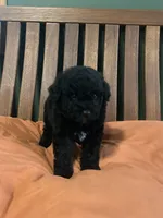 Mini Astro, a male Miniature Goldendoodle for sale in Murfreesboro, TN – 3 of 4