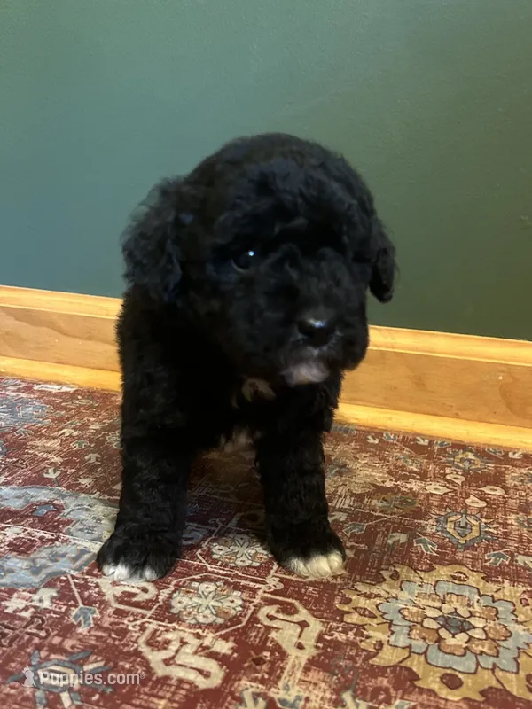 Mini Mitzi – Miniature Goldendoodle puppy for sale in Murfreesboro, TN