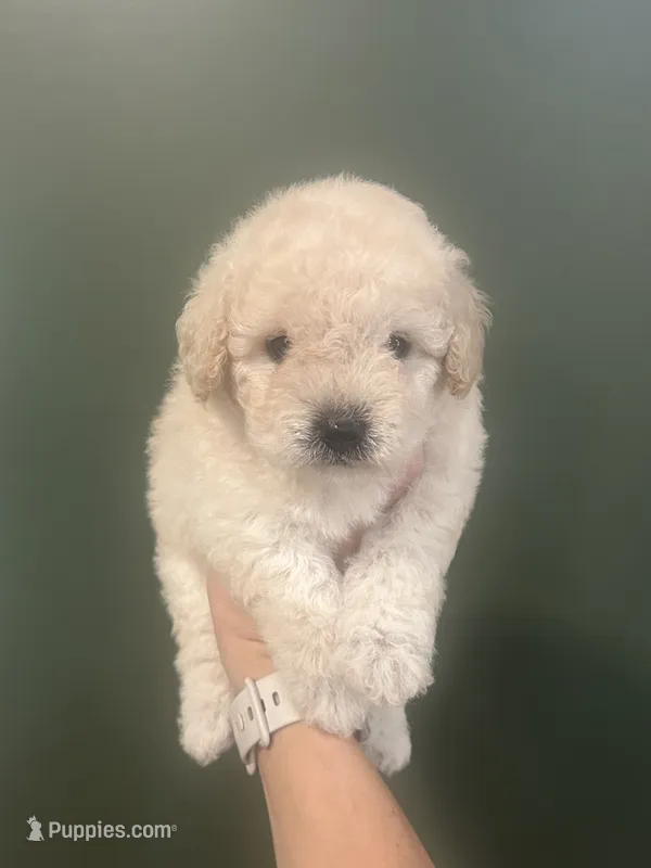 Mini Truffle – Miniature Goldendoodle puppy for sale in Murfreesboro, TN