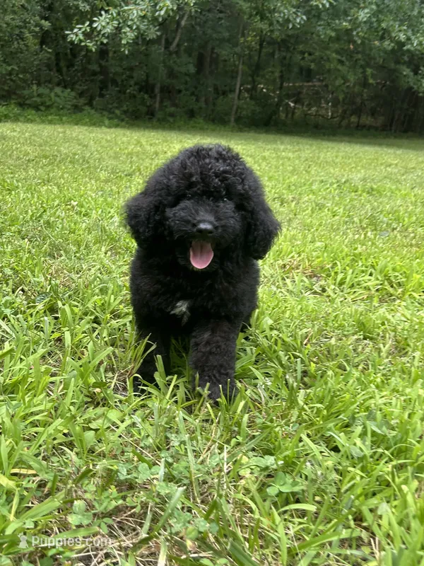 Mini Ruffles – Miniature Goldendoodle puppy for sale in Murfreesboro, TN
