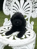 Mini Boone, a male Miniature Goldendoodle for sale in Murfreesboro, TN – 2 of 4