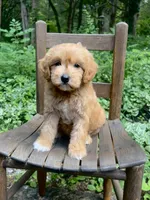 Mini Rosie, a female Miniature Goldendoodle for sale in Murfreesboro, TN – 2 of 4