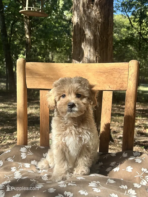 Mini Savannah – Miniature Goldendoodle puppy for sale in Murfreesboro, TN