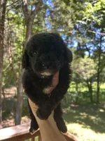 Mini Loki, a male Miniature Goldendoodle for sale in Murfreesboro, TN – 2 of 3