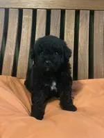 Mini Astro, a male Miniature Goldendoodle for sale in Murfreesboro, TN – 4 of 4