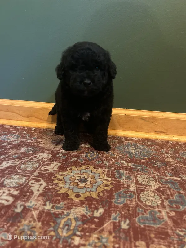 Mini Astro – Miniature Goldendoodle puppy for sale in Murfreesboro, TN