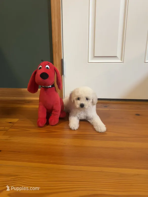 Mini Cupcake – Miniature Goldendoodle puppy for sale in Murfreesboro, TN