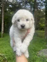Mini Cupcake, a female Miniature Goldendoodle for sale in Murfreesboro, TN – 2 of 2