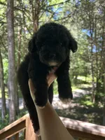 Mini Mitzi, a female Miniature Goldendoodle for sale in Murfreesboro, TN – 3 of 3