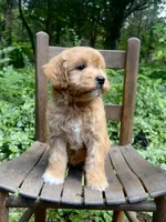 Mini Rosie, a female Miniature Goldendoodle for sale in Murfreesboro, TN – 1 of 4