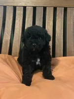 Mini Astro, a male Miniature Goldendoodle for sale in Murfreesboro, TN – 2 of 4