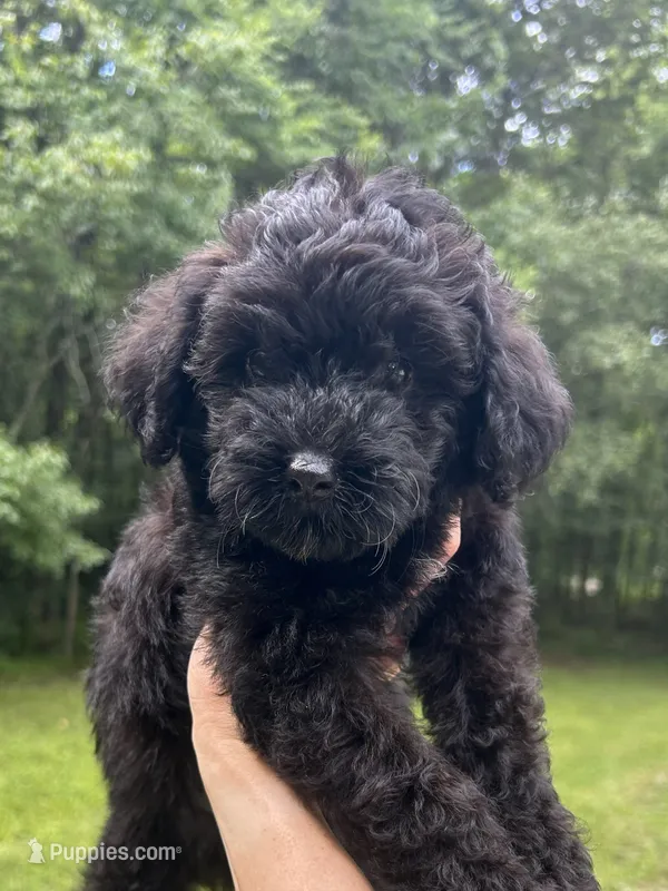 Mini Boone – Miniature Goldendoodle puppy for sale in Murfreesboro, TN