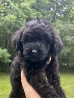 Mini Boone, a male Miniature Goldendoodle for sale in Murfreesboro, TN – 1 of 4