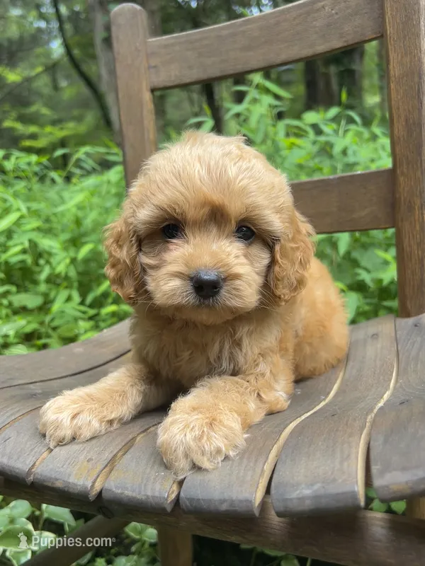 Mini Maple – Miniature Goldendoodle puppy for sale in Murfreesboro, TN