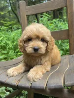 Mini Maple, a female Miniature Goldendoodle for sale in Murfreesboro, TN – 1 of 4