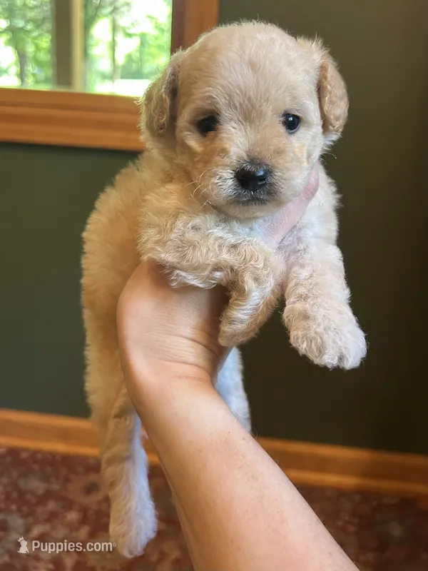 Mini Poppy – Miniature Goldendoodle puppy for sale in Murfreesboro, TN