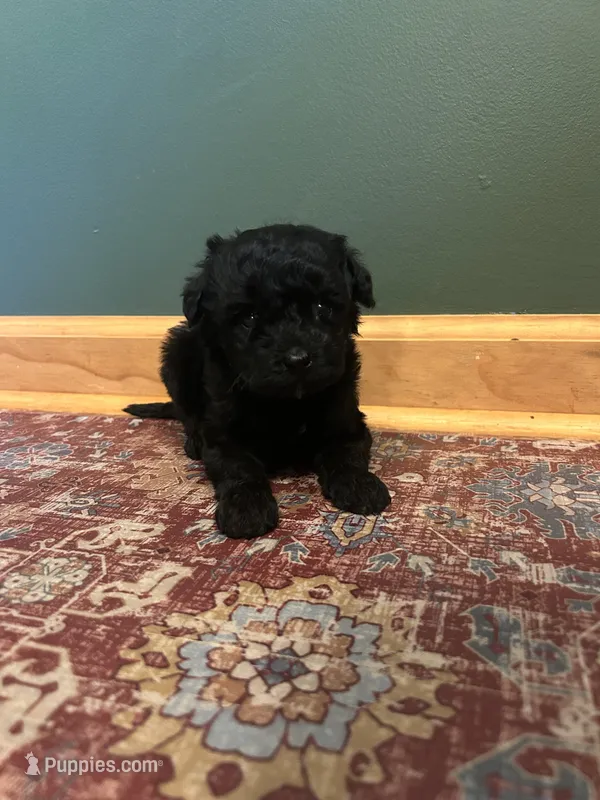 Mini Jett – Miniature Goldendoodle puppy for sale in Murfreesboro, TN