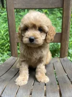 Mini Maple, a female Miniature Goldendoodle for sale in Murfreesboro, TN – 3 of 4