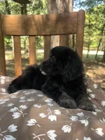 Mini Dexter, a male Miniature Goldendoodle for sale in Murfreesboro, TN – 3 of 5