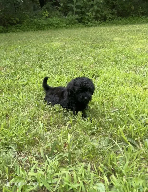 Mini Boone – Miniature Goldendoodle puppy for sale in Murfreesboro, TN