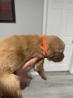 Orange , a female Golden Retriever for sale in Ocala, FL – 3 of 3
