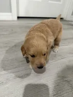 Yellow, a female Golden Retriever for sale in Ocala, FL – 2 of 3