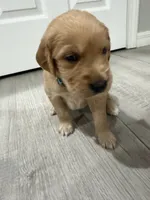 Light Blue, a male Golden Retriever for sale in Ocala, FL – 4 of 4
