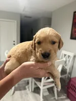Light Blue, a male Golden Retriever for sale in Ocala, FL – 3 of 4