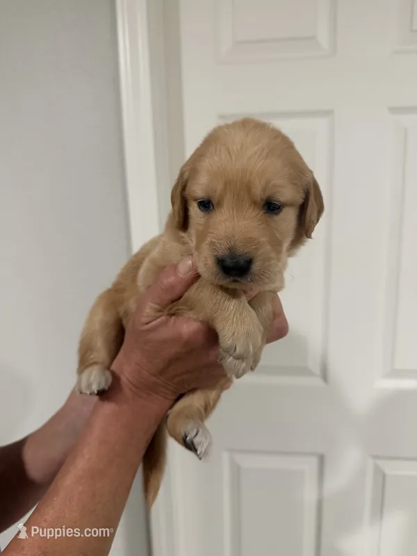 Yellow – Golden Retriever puppy for sale in Ocala, FL