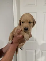Yellow, a female Golden Retriever for sale in Ocala, FL – 1 of 3