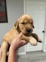 Orange , a female Golden Retriever for sale in Ocala, FL – 2 of 3