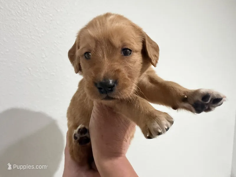 Red – Golden Retriever puppy for sale in Ocala, FL