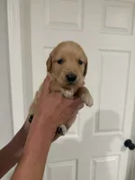 Yellow, a female Golden Retriever for sale in Ocala, FL – 3 of 3