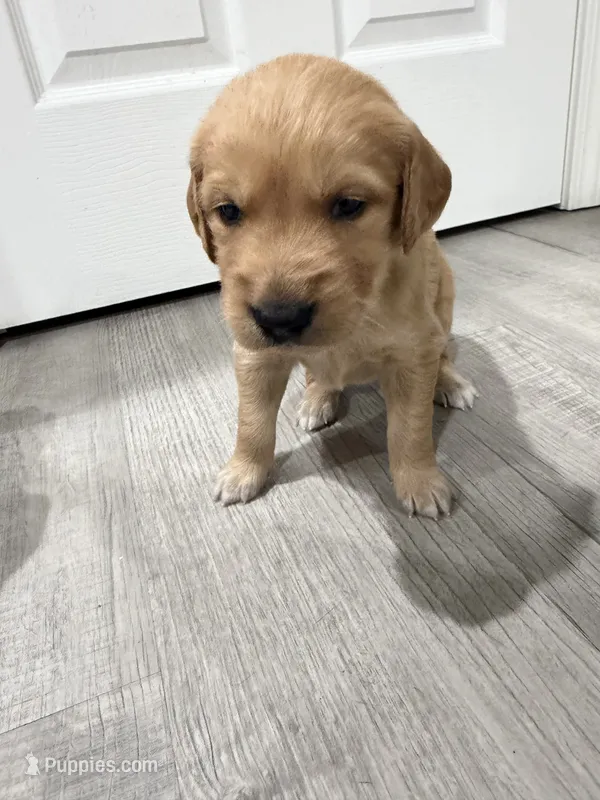 Light Blue – Golden Retriever puppy for sale in Ocala, FL
