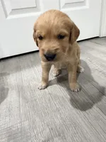 Light Blue, a male Golden Retriever for sale in Ocala, FL – 1 of 4