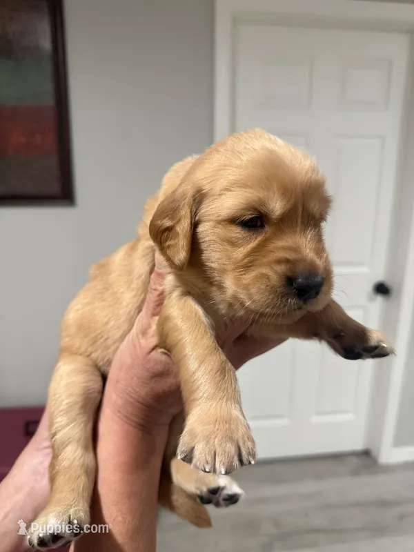 Orange  – Golden Retriever puppy for sale in Ocala, FL