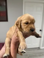 Orange , a female Golden Retriever for sale in Ocala, FL – 1 of 3