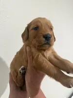 Red, a female Golden Retriever for sale in Ocala, FL – 2 of 2