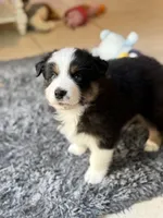 Kona, a male Australian Shepherd for sale in Morehead City, NC – 5 of 8