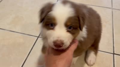 Maui, a male Australian Shepherd for sale in Morehead City, NC – 6 of 6