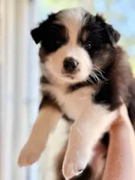 Kona, a male Australian Shepherd for sale in Morehead City, NC – 2 of 8